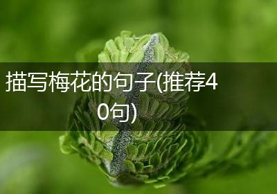 描写梅花的句子(推荐40句)