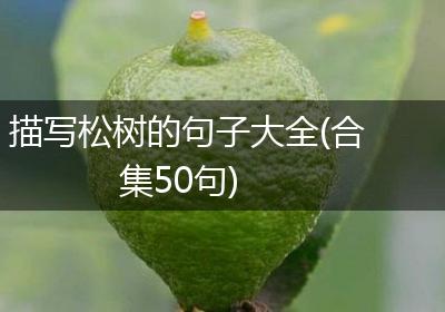 描写松树的句子大全(合集50句)