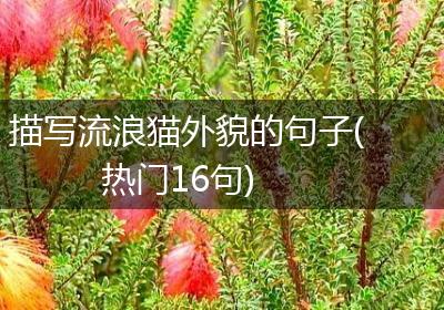 描写流浪猫外貌的句子(热门16句)
