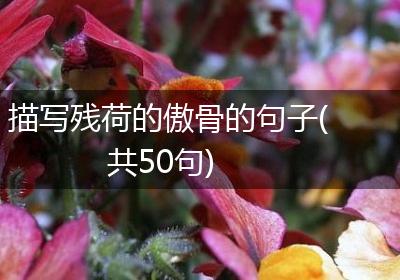 描写残荷的傲骨的句子(共50句)