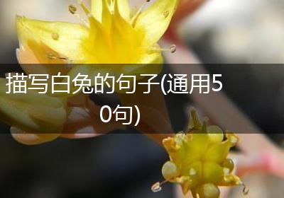 描写白兔的句子(通用50句)