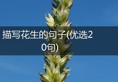 描写花生的句子(优选20句)