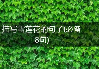 描写雪莲花的句子(必备8句)