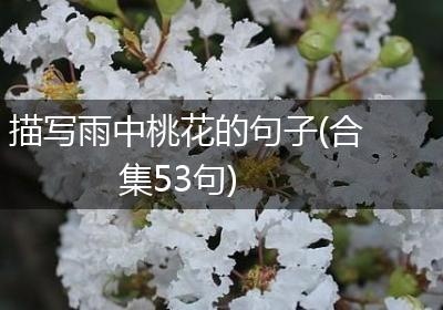 描写雨中桃花的句子(合集53句)