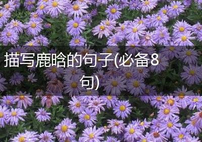 描写鹿晗的句子(必备8句)
