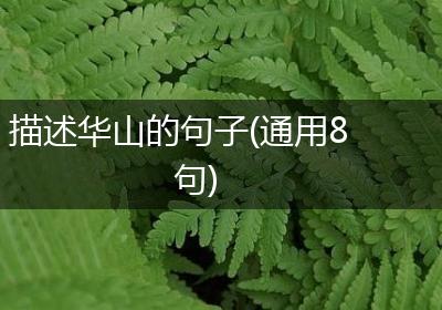 描述华山的句子(通用8句)