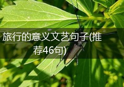 旅行的意义文艺句子(推荐46句)