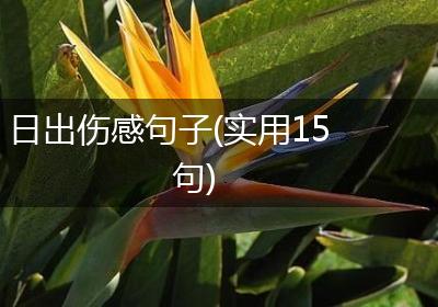 日出伤感句子(实用15句)