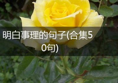 明白事理的句子(合集50句)