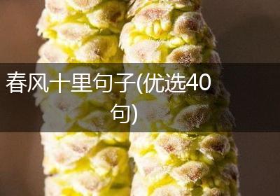 春风十里句子(优选40句)