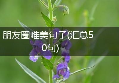 朋友圈唯美句子(汇总50句)