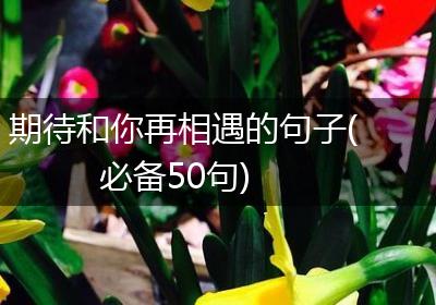 期待和你再相遇的句子(必备50句)