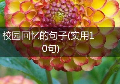 校园回忆的句子(实用10句)