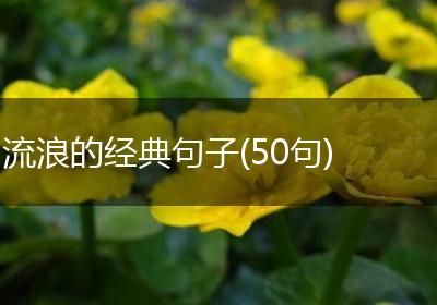 流浪的经典句子(50句)
