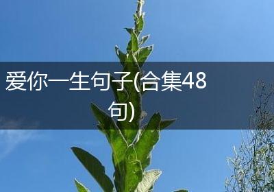 爱你一生句子(合集48句)