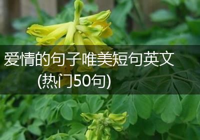 爱情的句子唯美短句英文(热门50句)