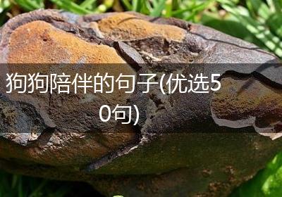 狗狗陪伴的句子(优选50句)
