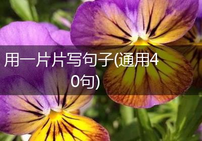 用一片片写句子(通用40句)