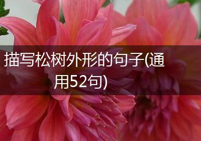 描写松树外形的句子(通用52句)