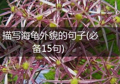 描写海龟外貌的句子(必备15句)
