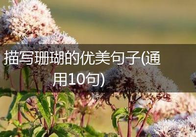 描写珊瑚的优美句子(通用10句)