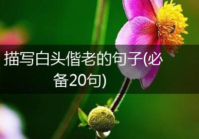 描写白头偕老的句子(必备20句)
