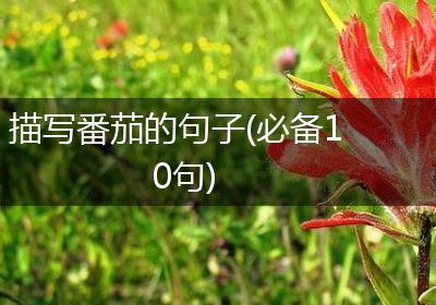 描写番茄的句子(必备10句)