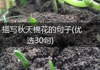 描写秋天棉花的句子(优选30句)