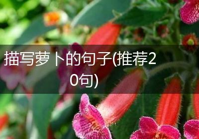 描写萝卜的句子(推荐20句)