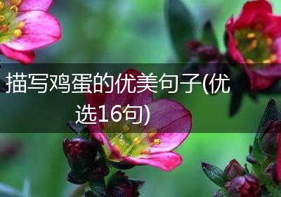 描写鸡蛋的优美句子(优选16句)
