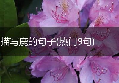 描写鹿的句子(热门9句)