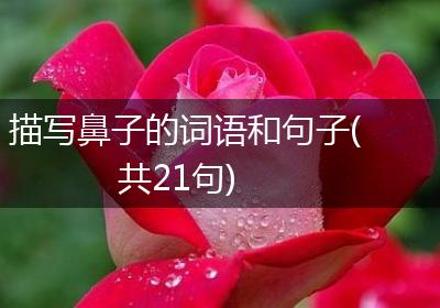 描写鼻子的词语和句子(共21句)