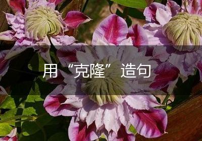 用“克隆”造句