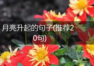 月亮升起的句子(推荐20句)