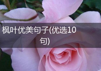 枫叶优美句子(优选10句)