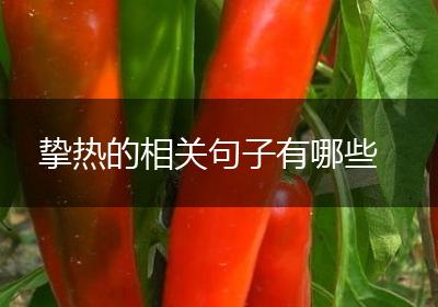 挚热的相关句子有哪些