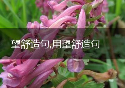 望舒造句,用望舒造句