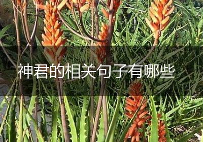 神君的相关句子有哪些
