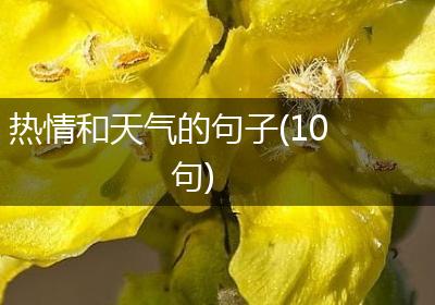 热情和天气的句子(10句)