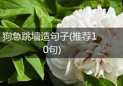 狗急跳墙造句子(推荐10句)