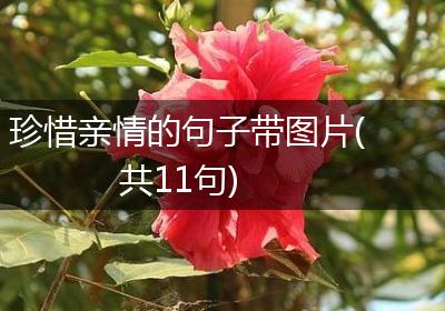 珍惜亲情的句子带图片(共11句)