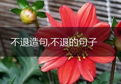 不退造句,不退的句子