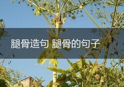 腿骨造句 腿骨的句子