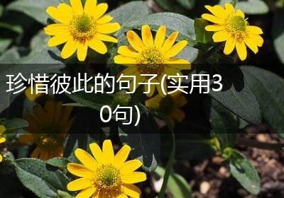 珍惜彼此的句子(实用30句)