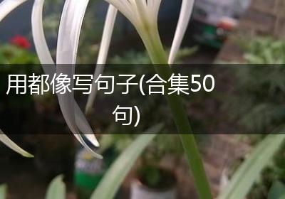 用都像写句子(合集50句)