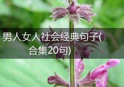 男人女人社会经典句子(合集20句)