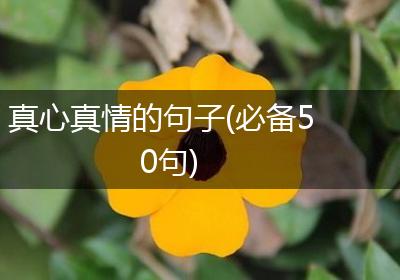 真心真情的句子(必备50句)
