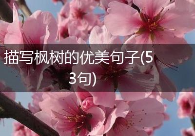 描写枫树的优美句子(53句)