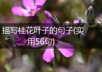 描写桂花叶子的句子(实用56句)