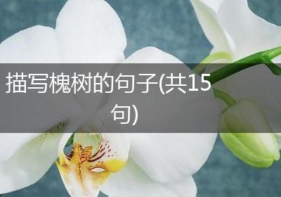 描写槐树的句子(共15句)